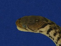 草花蛇藏品圖，第3張